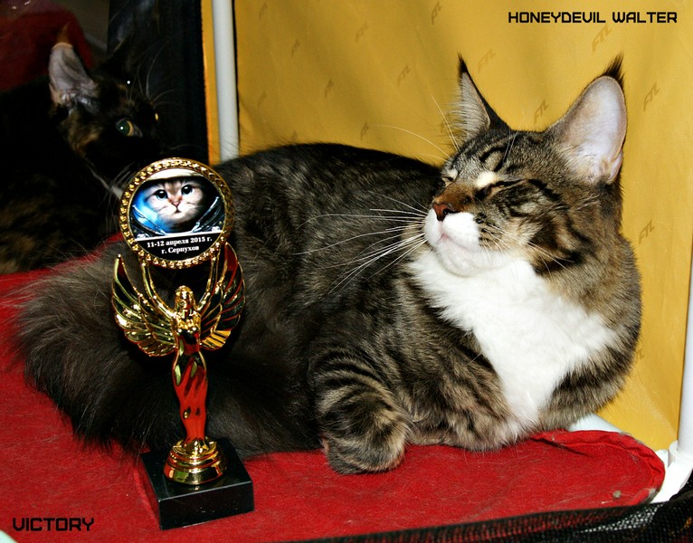 Космокот, Серпухов, VICTORY, 11-12 апреля, 2015