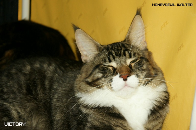 Космокот, Серпухов, VICTORY, 11-12 апреля, 2015