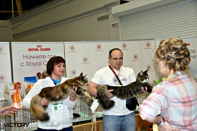 HoneyDevil Walter, Бомонд - 2015, VICTORY