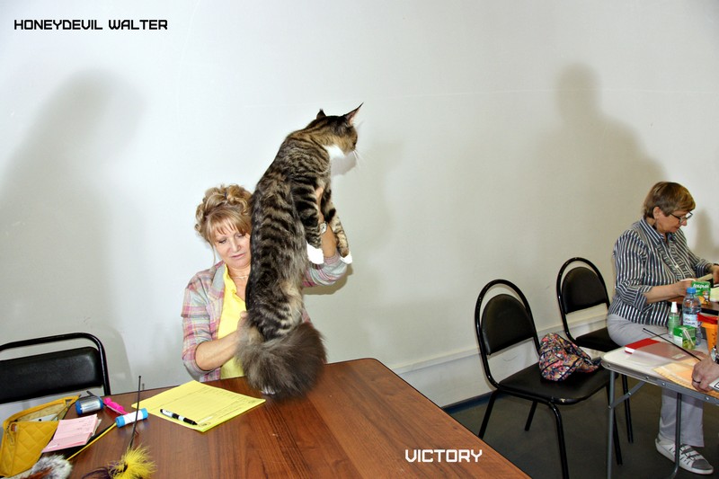 HoneyDevil Walter, Бомонд - 2015, VICTORY