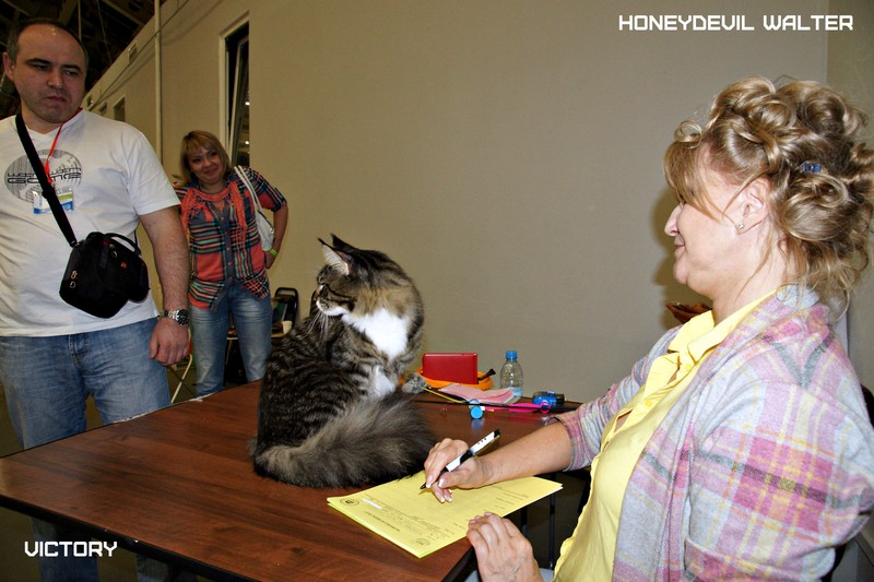 HoneyDevil Walter, Бомонд - 2015, VICTORY