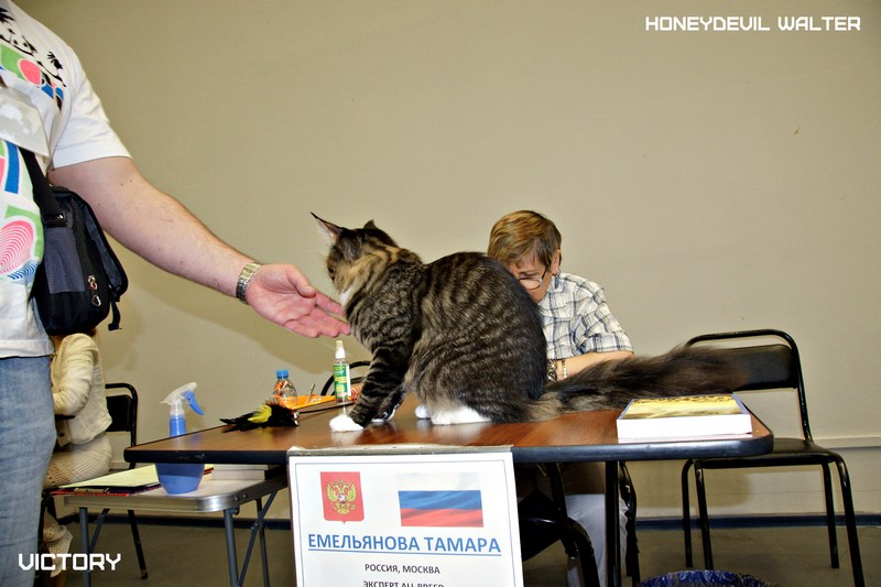 HoneyDevil Walter, Бомонд - 2015, VICTORY