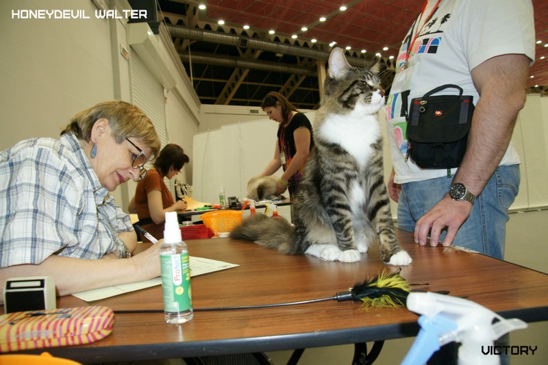 HoneyDevil Walter, Бомонд - 2015, VICTORY