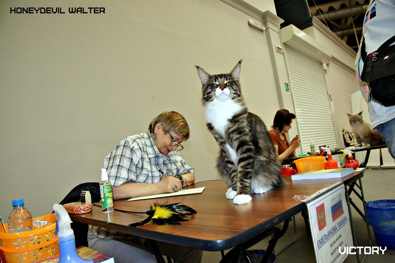 HoneyDevil Walter, Бомонд - 2015, VICTORY