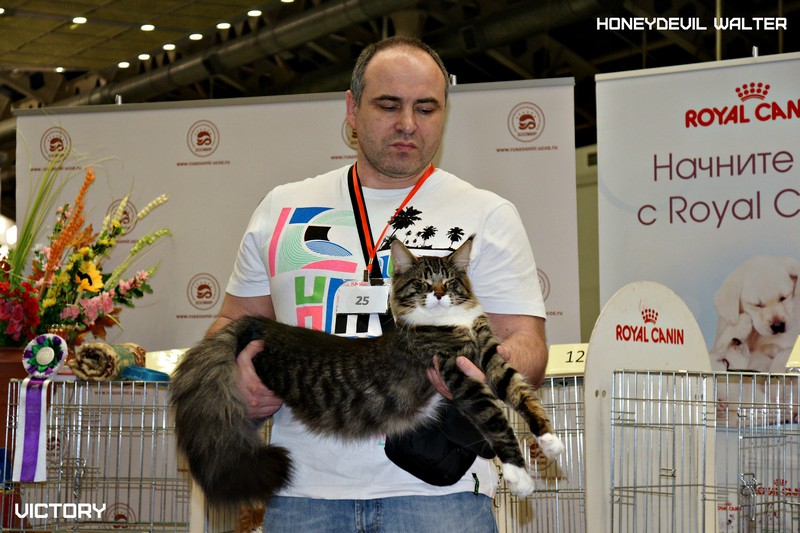 HoneyDevil Walter, Бомонд - 2015, VICTORY