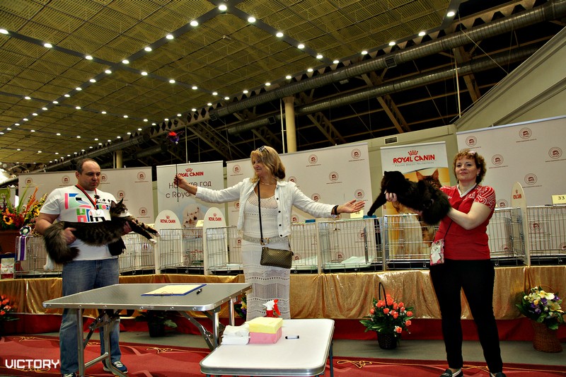 HoneyDevil Walter, Бомонд - 2015, VICTORY