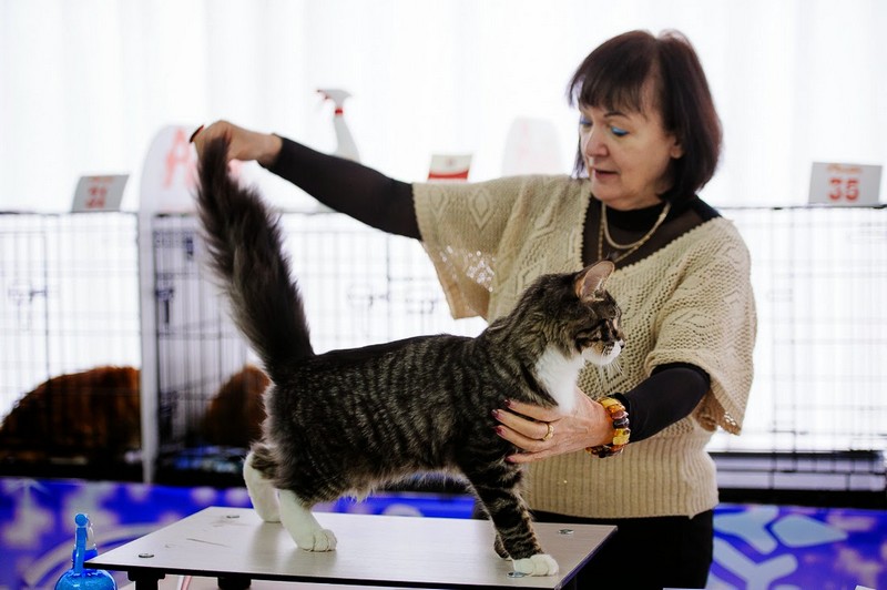 HoneyDevil Walter, Зимний Гла-Мурр -2015, VICTORY