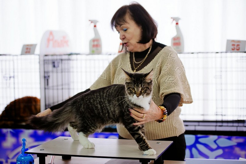 HoneyDevil Walter, Зимний Гла-Мурр -2015, VICTORY