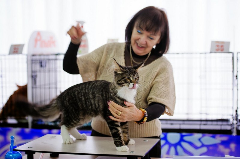 HoneyDevil Walter, Зимний Гла-Мурр -2015, VICTORY