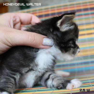 HoneyDevil Walter, VICTORY