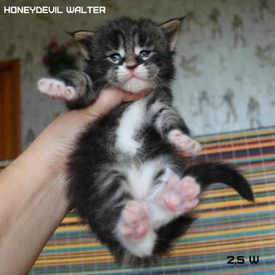 HoneyDevil Walter, VICTORY