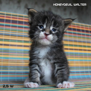 HoneyDevil Walter, VICTORY