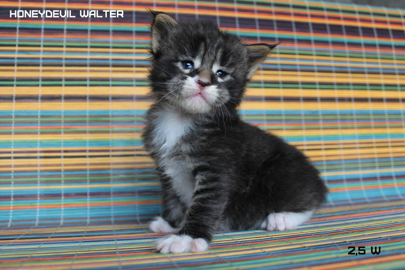 HoneyDevil Walter, VICTORY