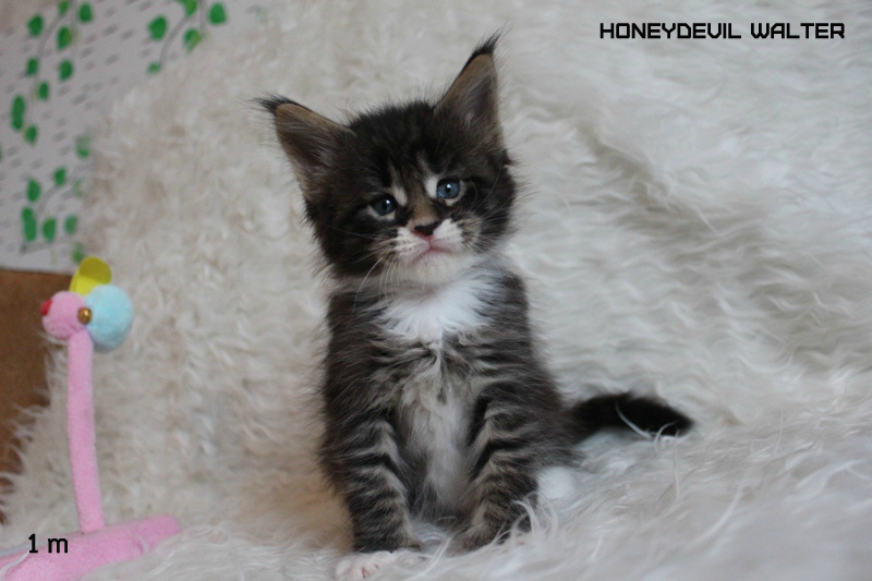 HoneyDevil Walter, VICTORY