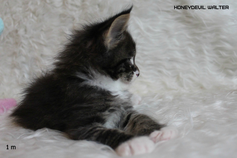 HoneyDevil Walter, VICTORY