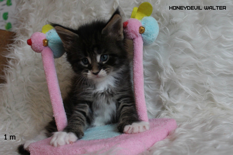 HoneyDevil Walter, VICTORY