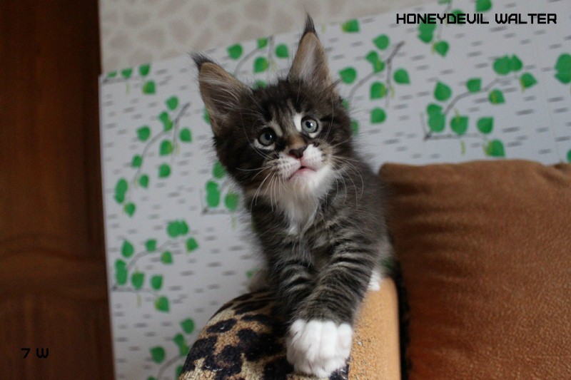 HoneyDevil Walter, VICTORY