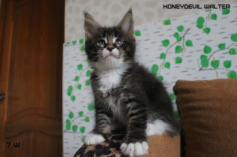 HoneyDevil Walter, VICTORY