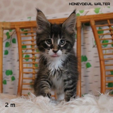 HoneyDevil Walter, VICTORY