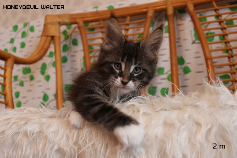 HoneyDevil Walter, VICTORY