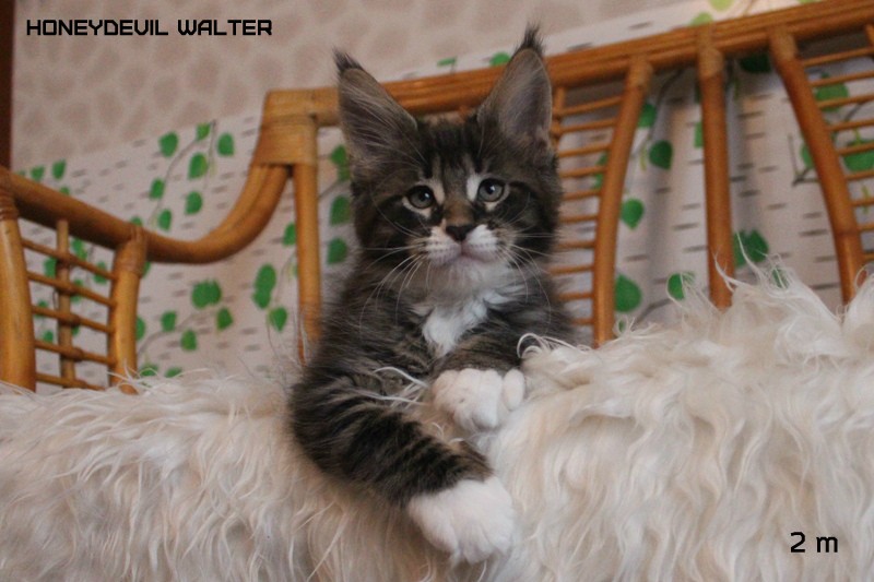 HoneyDevil Walter, VICTORY