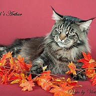 WCH Caramel's Arthur (Артур) 2 года