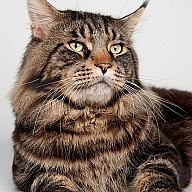 WCH Caramel's Arthur (Артур) 3 года