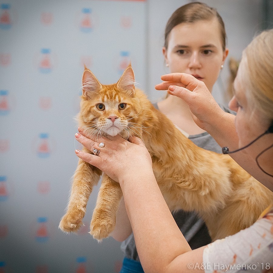 1a9fb53b64e3dc03caad80821787f621