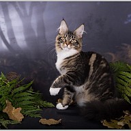 Bonita Victory (Бонита)  4,5 месяца