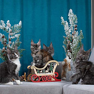 Новогодняя фотосессия котят! Привет, 2023!