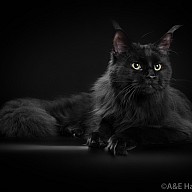 Josephine Victory (Жозефина)