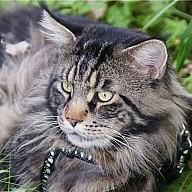WCH Caramel's Arthur (Артур) на даче