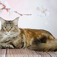 Victory's Star Esmeralda (Нюша)