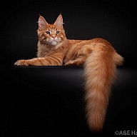 Felicia&Florizel Kairos Victory