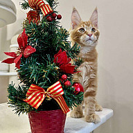 Новогодняя фотосессия помёт "Л-4"