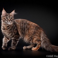 Diana Victory (Диана)