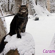 WCH Caramel's Arthur (Артур) Зимняя сказка