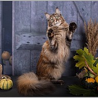 Rainbow XXXL*RUS (Радуга) 11 месяцев