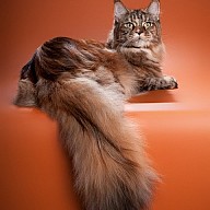 Rainbow XXXL*RUS (Радуга) 10 месяцев