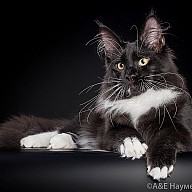 Zorro Victory (Зорик)