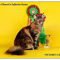 Happines Planet's Infanta Iness (Ласка)