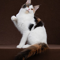 Оливия, 4,5 месяца