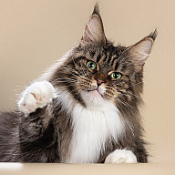 Bonita Victory 5,5 лет