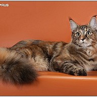 Rainbow XXXL*RUS (Радуга) 7 месяцев