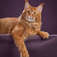 Oliver Victory, год и 3 месяца