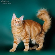 Eugene Victory (Юджин)