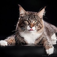 HoneyDevil Walter (Вальтер)