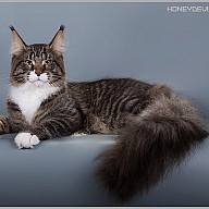 HoneyDevil Walter (Вальтер) 9 месяцев
