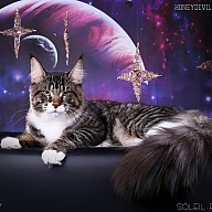 HoneyDevil Walter (Вальтер) 7 месяцев