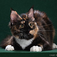 Чара 7 месяцев